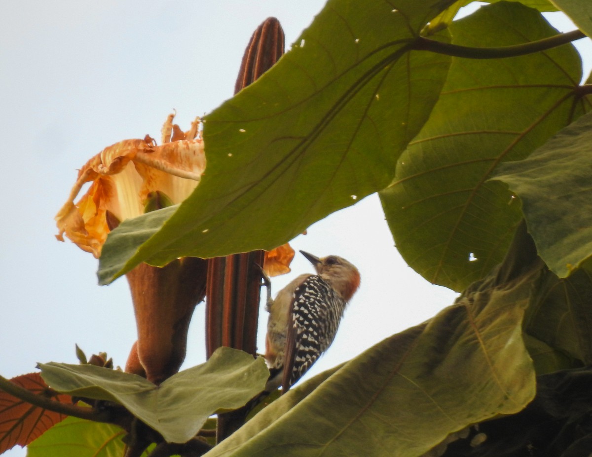 Red-crowned Woodpecker - ML643443554