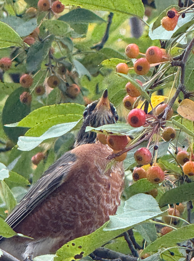 American Robin - ML643443556