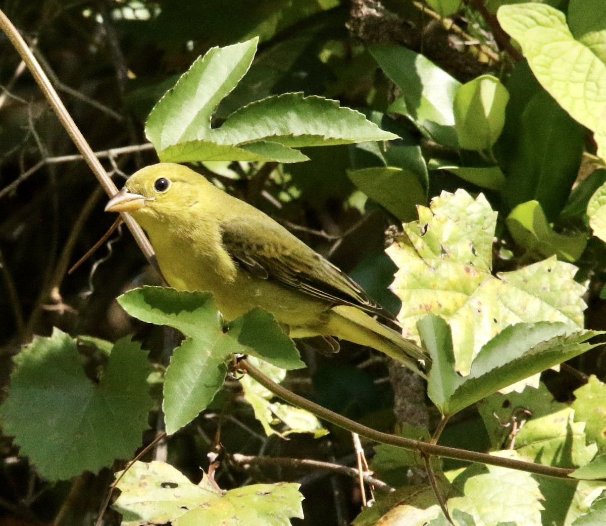 Scarlet Tanager - ML643443594