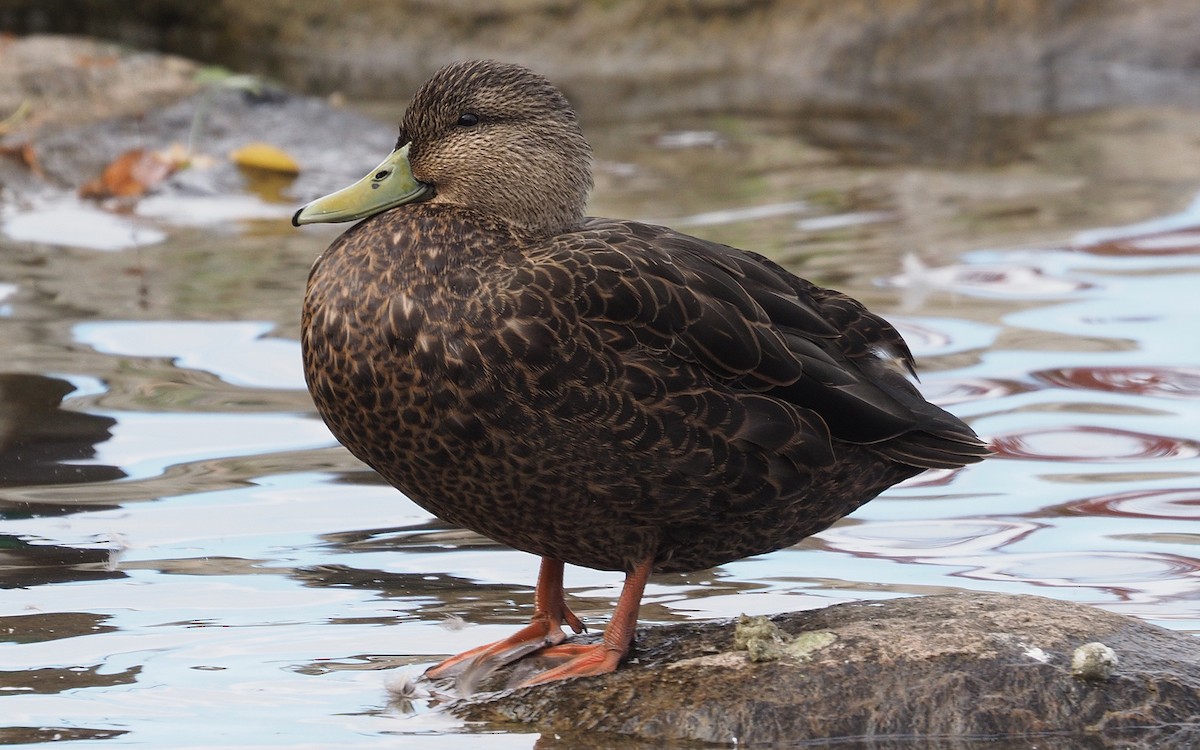 American Black Duck - ML643443597