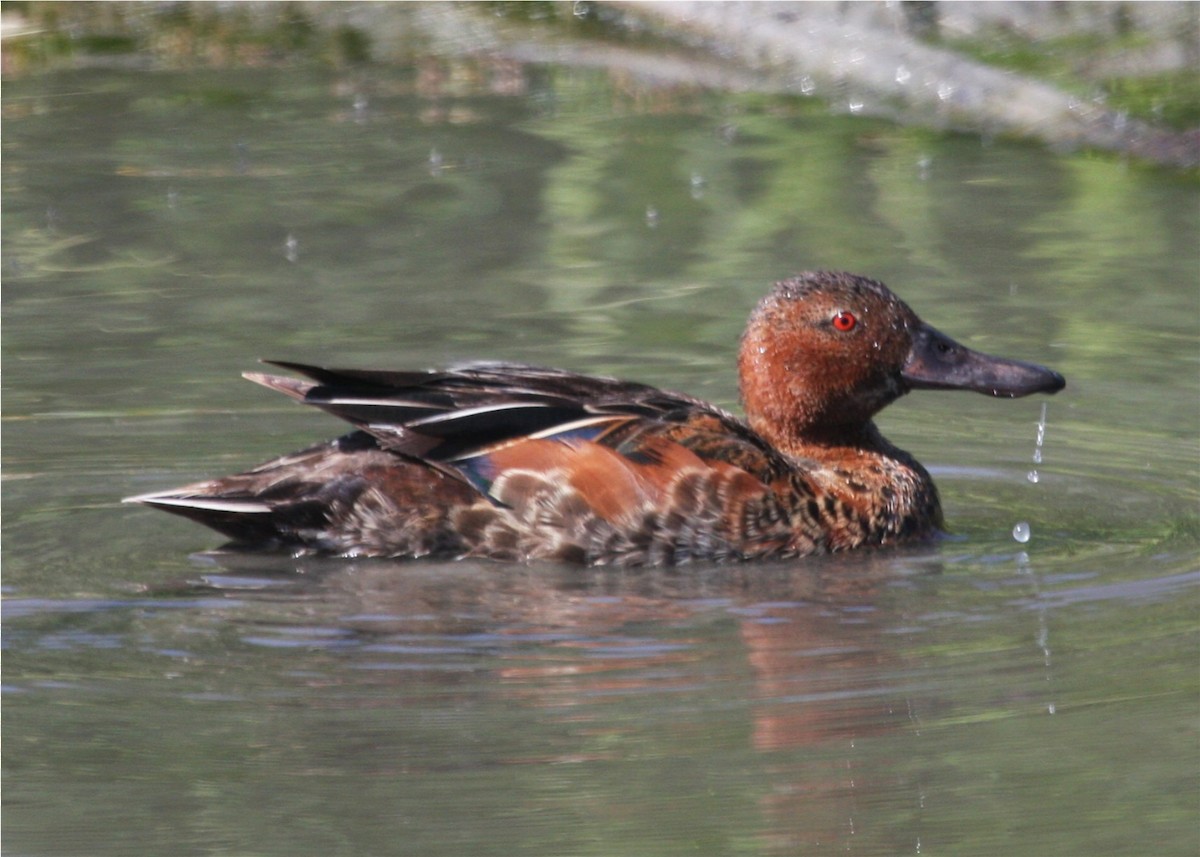 アカシマアジ - ML643443602