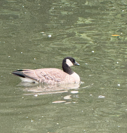 Cackling Goose - ML643443603