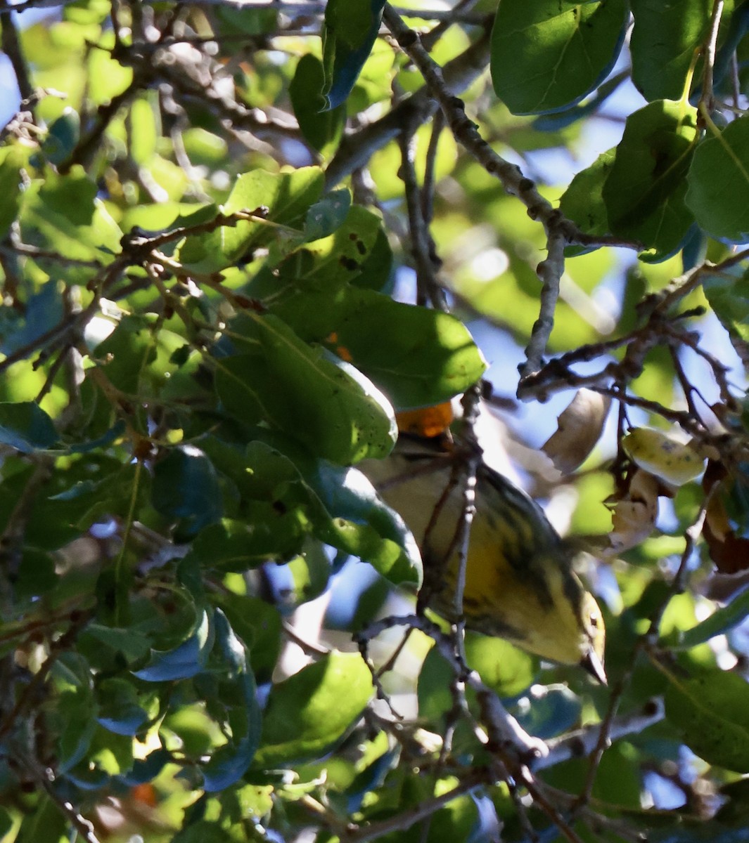Townsend's Warbler - ML643443617