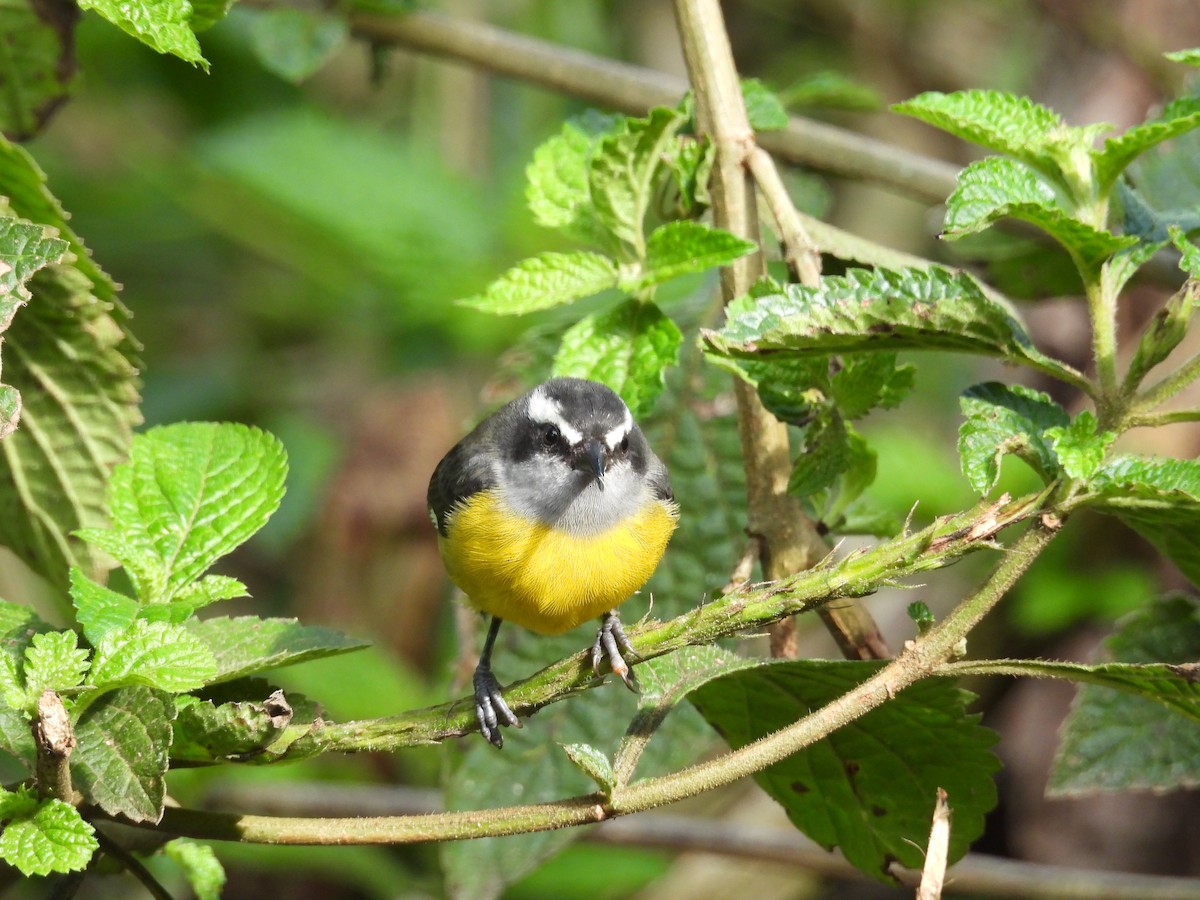 Bananaquit - ML643443619