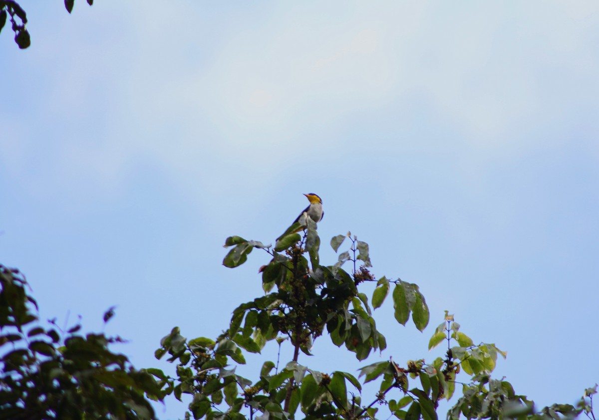 Yellow-backed Tanager - ML643443624