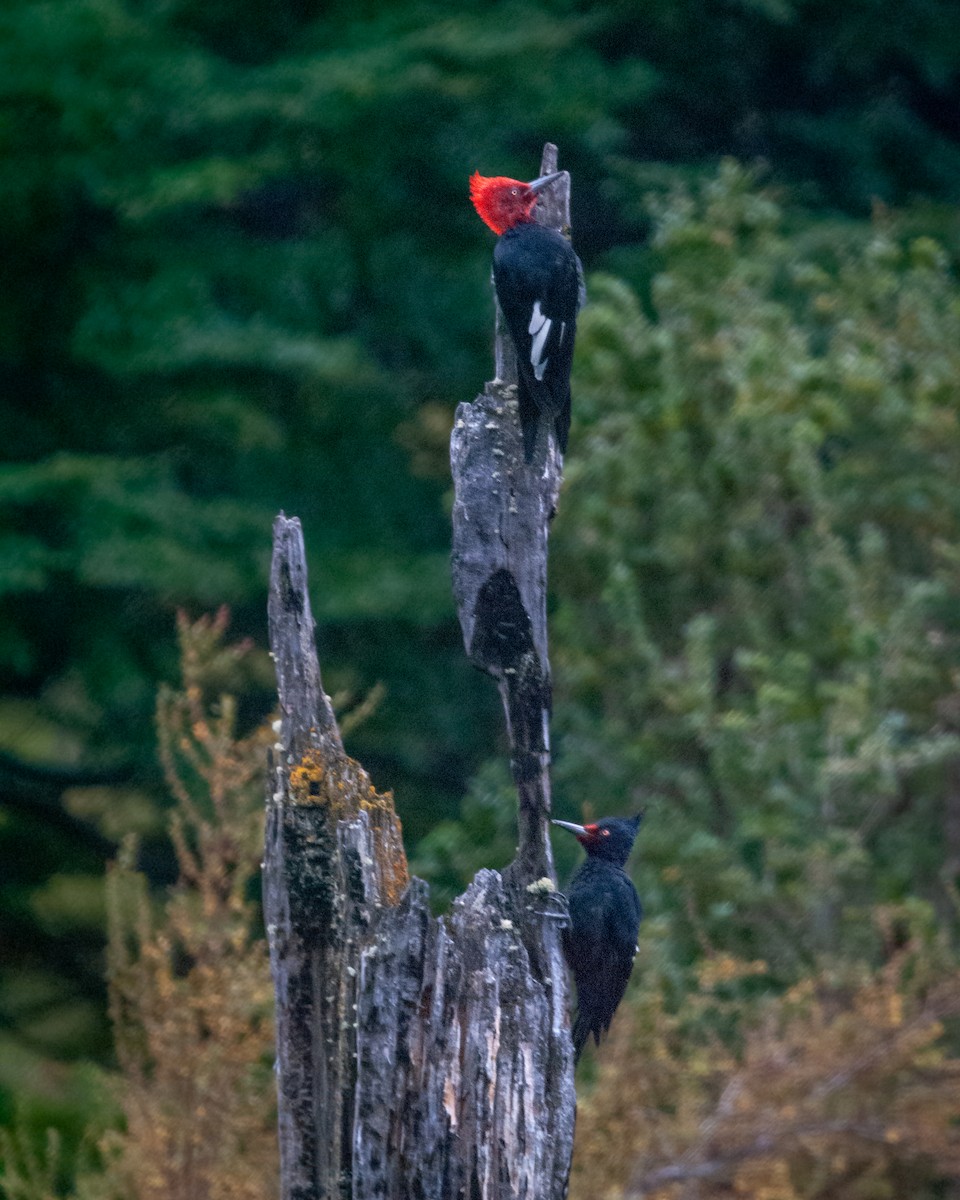 datel magellanský - ML643443628