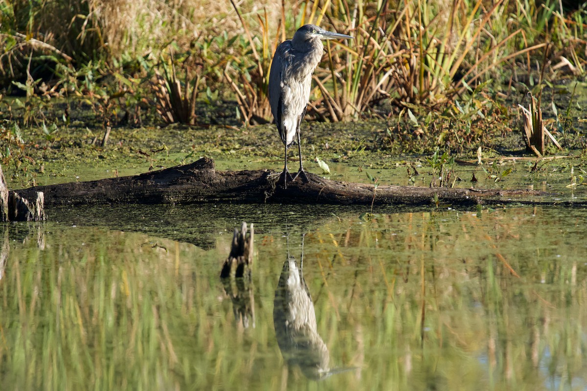 Great Blue Heron - ML643443637