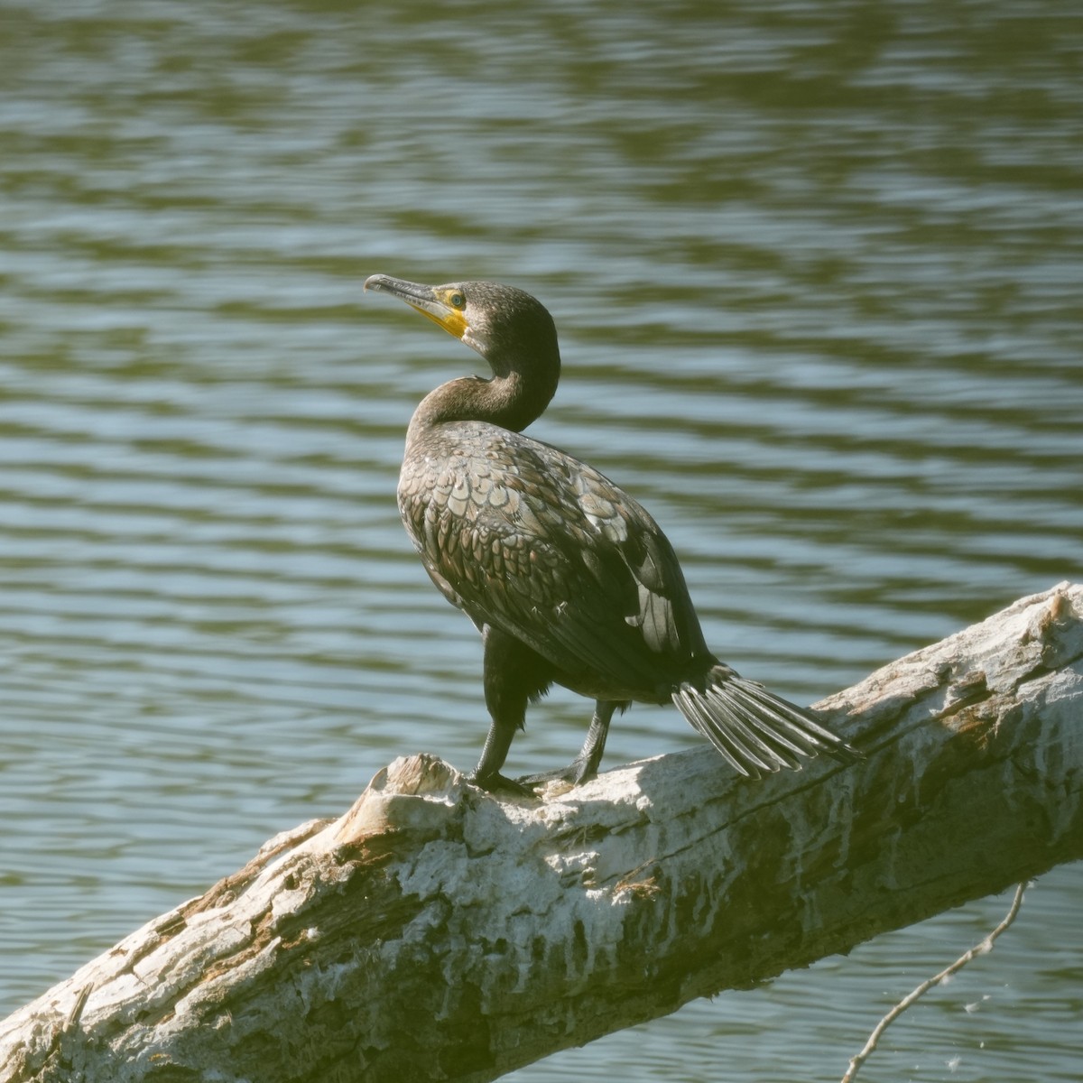Cormorano - ML643443639