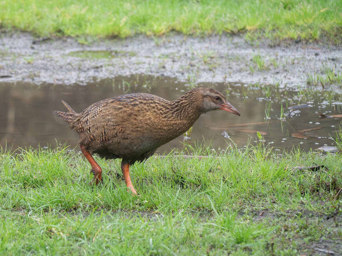 Уэка - ML643443645