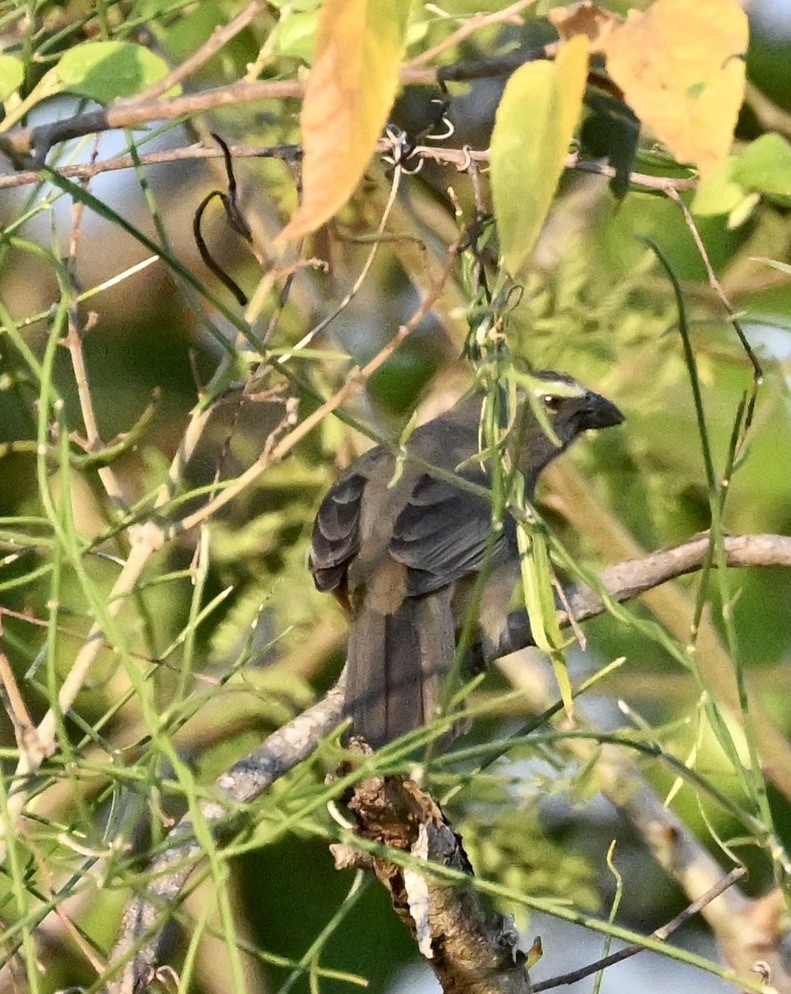 Bluish-gray Saltator - ML643443656