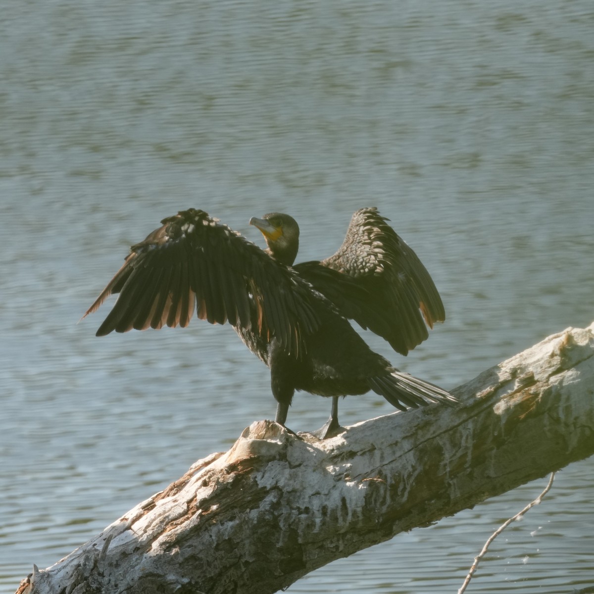 Cormorano - ML643443660