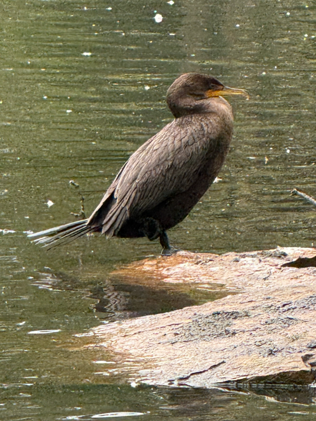 Double-crested Cormorant - ML643443665