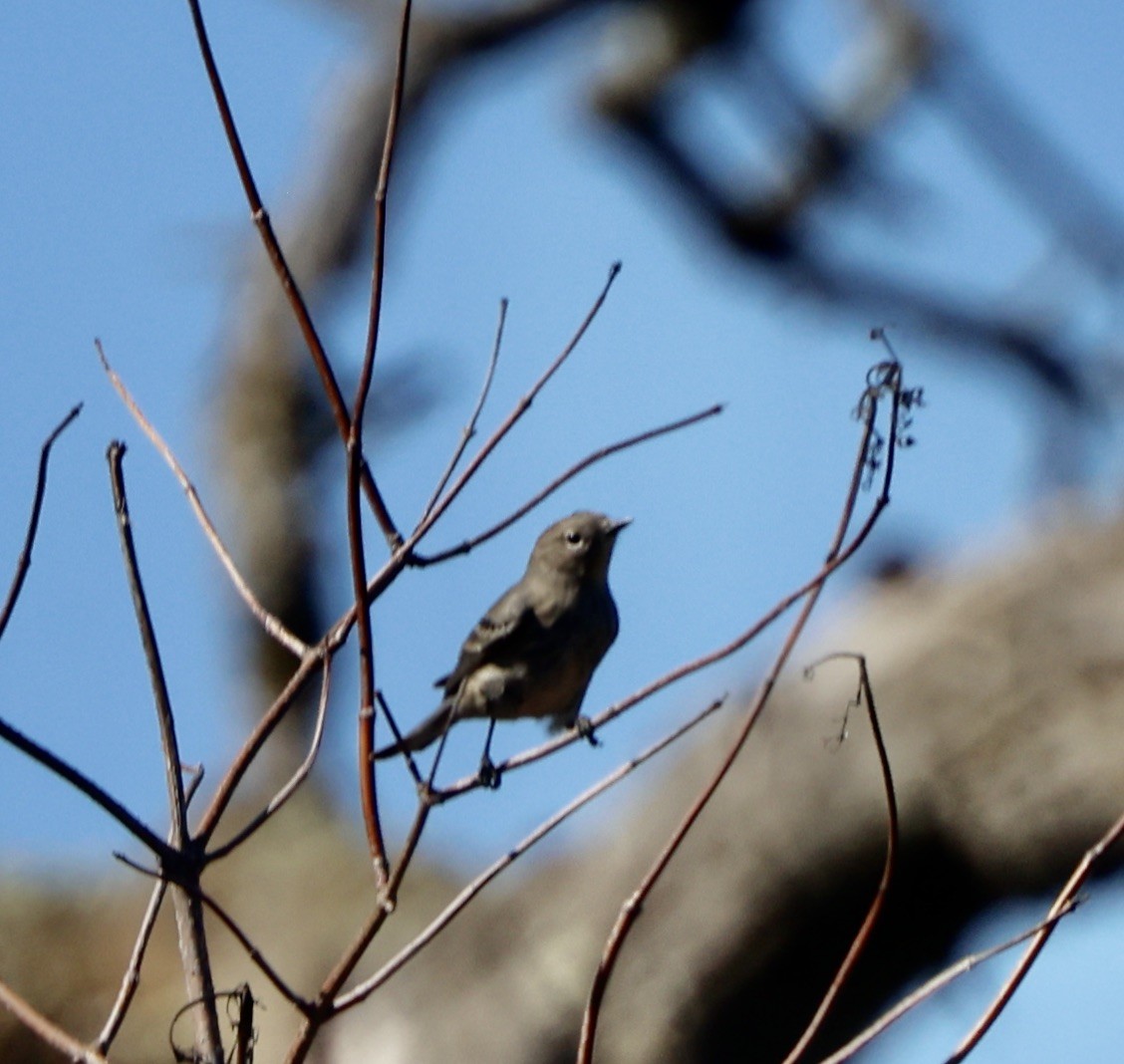 Yellow-rumped Warbler - ML643443670
