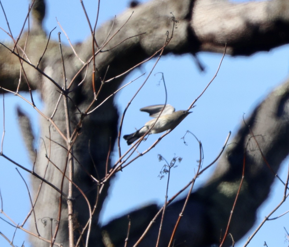 Yellow-rumped Warbler - ML643443671
