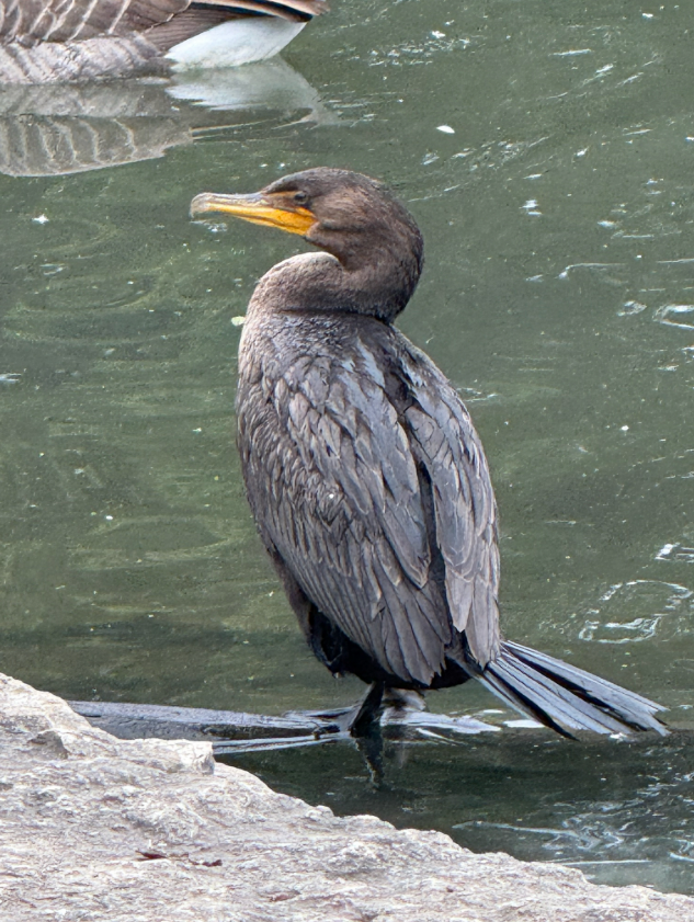 Double-crested Cormorant - ML643443672
