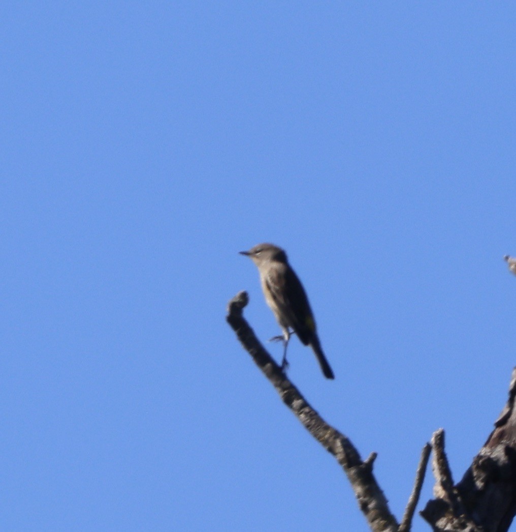 Yellow-rumped Warbler - ML643443683