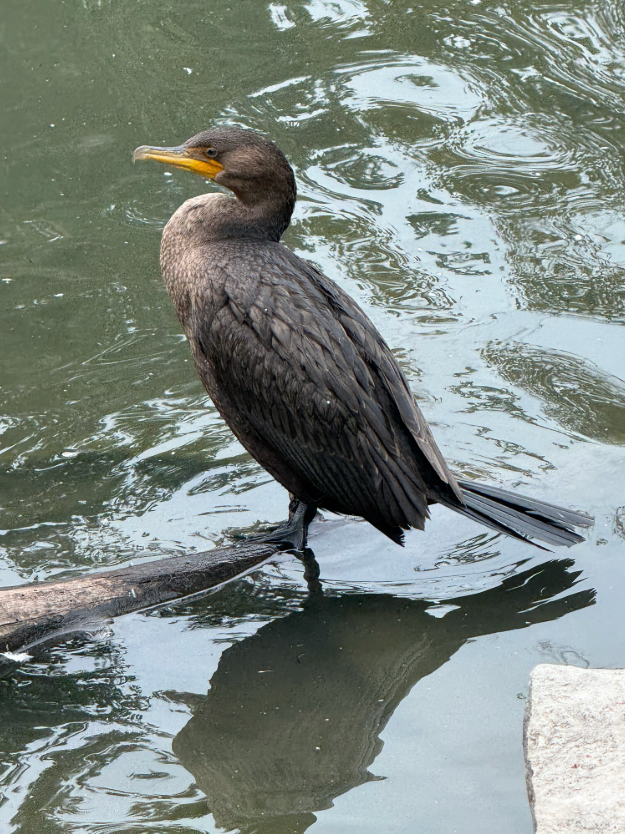 Double-crested Cormorant - ML643443687