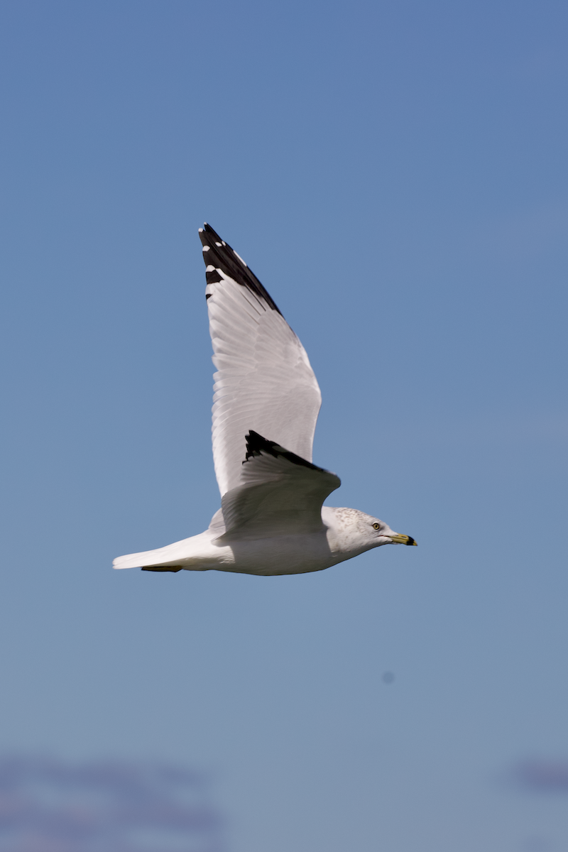 クロワカモメ - ML643443690