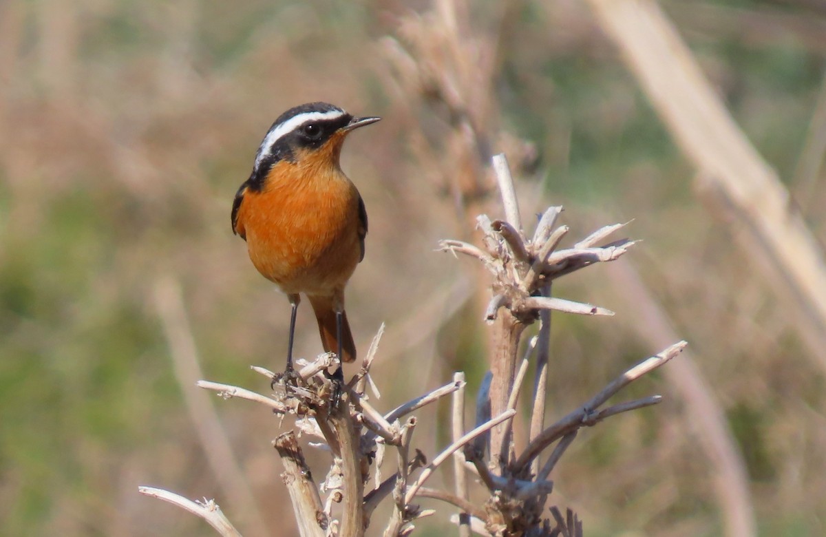Colirrojo Diademado - ML643443697