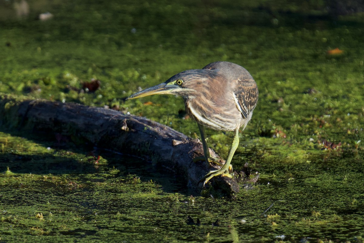 Green Heron - ML643443700