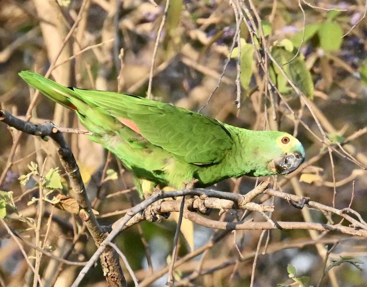 Turquoise-fronted Amazon - ML643443701
