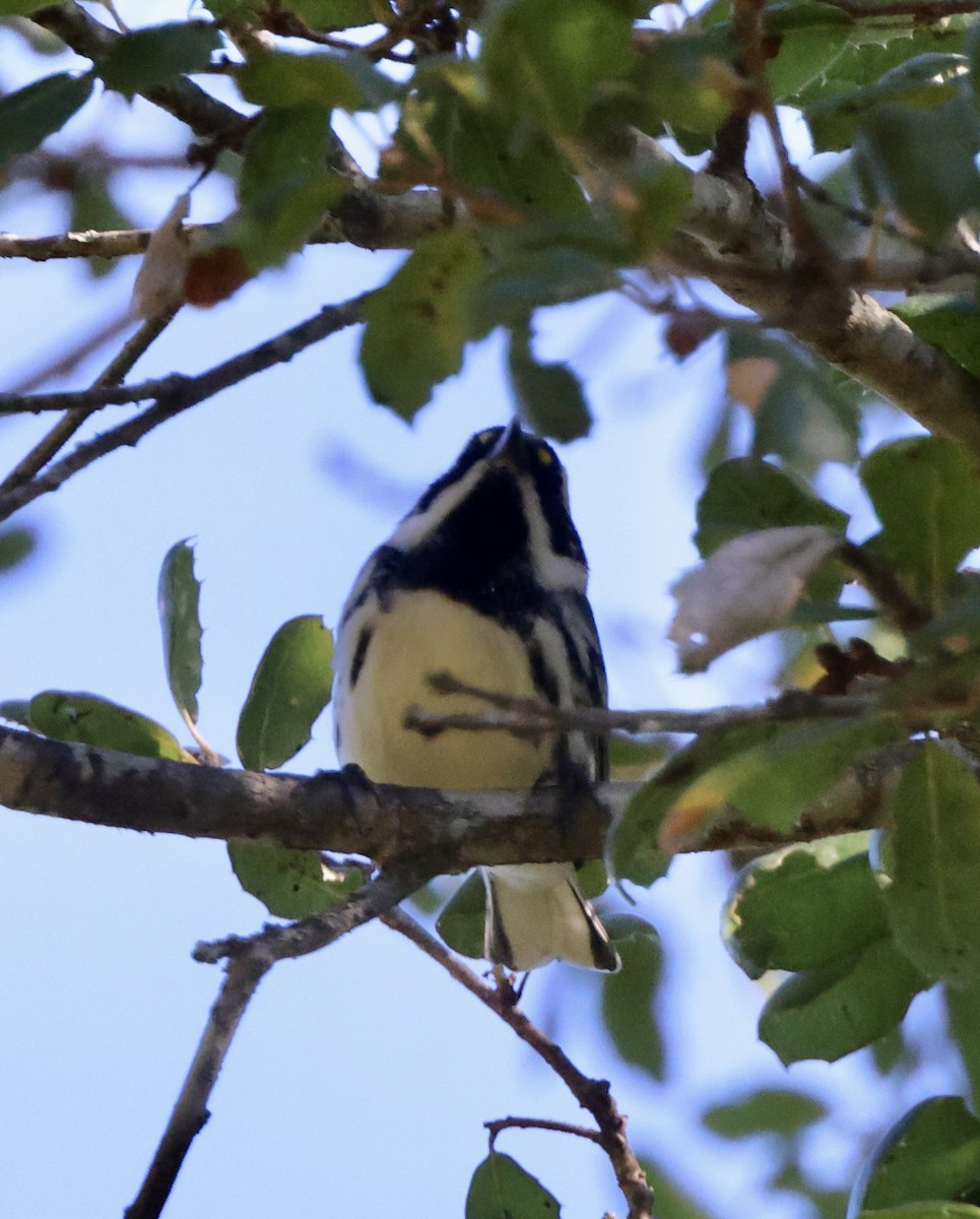 Black-throated Gray Warbler - ML643443703