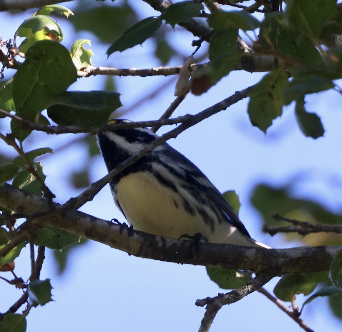 Black-throated Gray Warbler - ML643443704