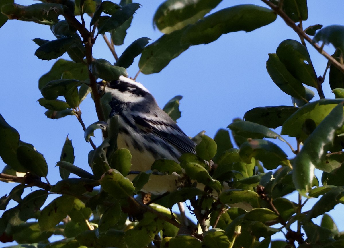 Black-throated Gray Warbler - ML643443709