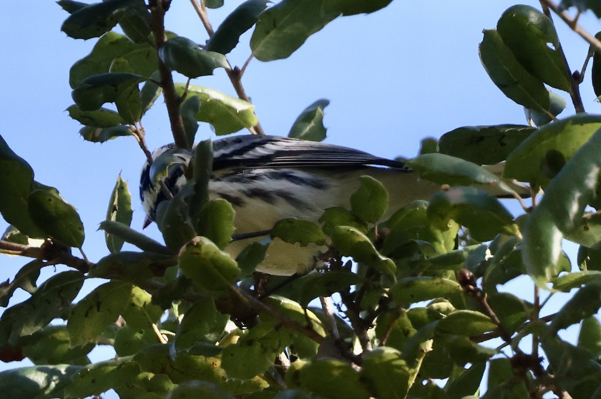 Black-throated Gray Warbler - ML643443711