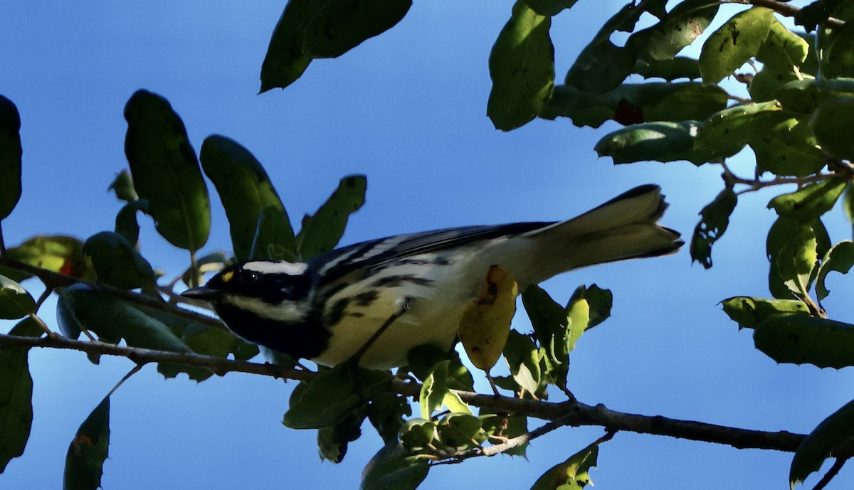Black-throated Gray Warbler - ML643443712