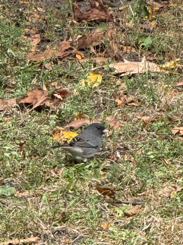 Dark-eyed Junco (Slate-colored) - ML643443721