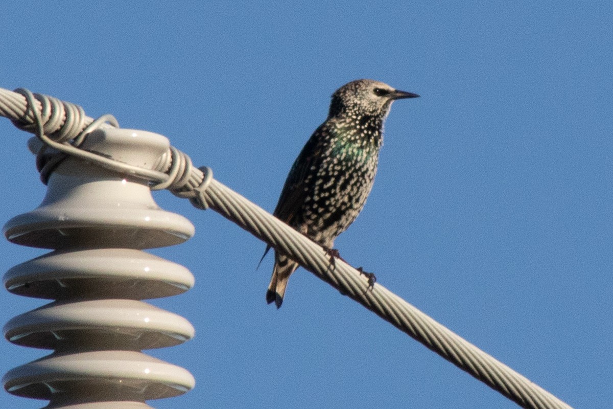 European Starling - ML643443724