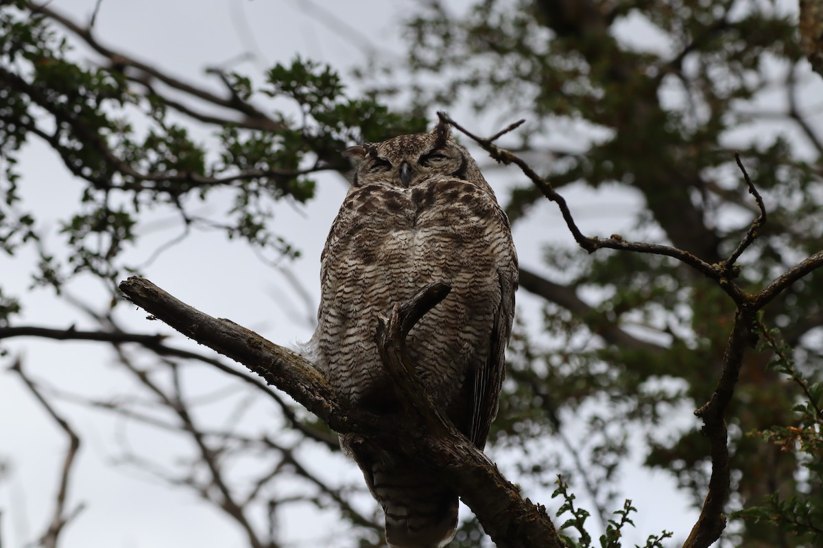 Lesser Horned Owl - ML643443738