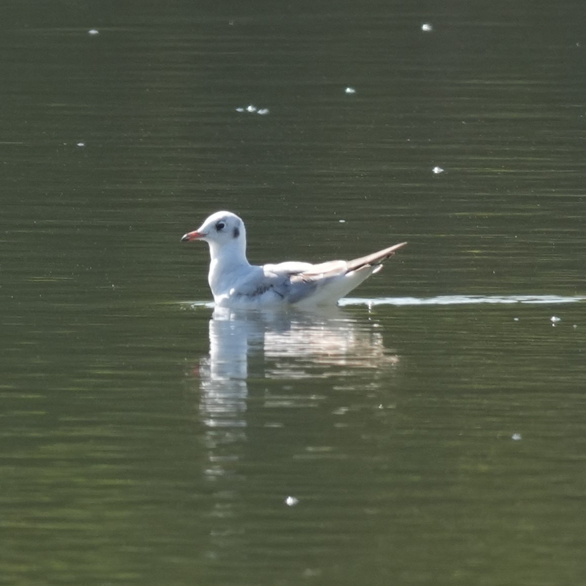 ユリカモメ - ML643443751