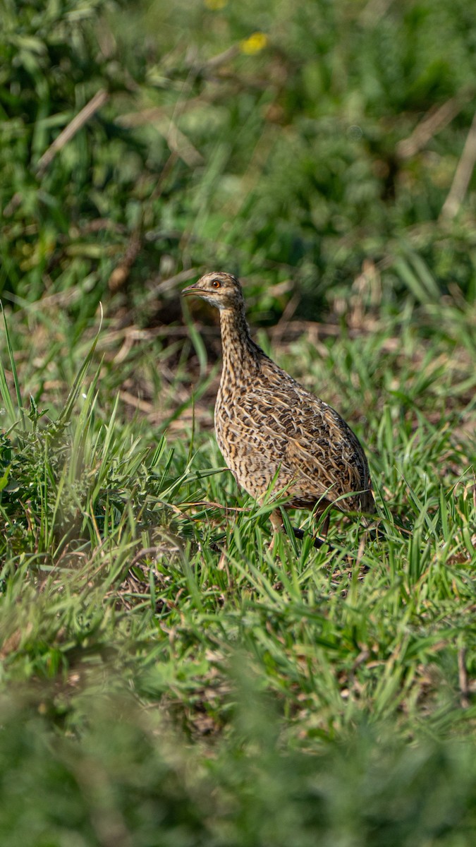 Spotted Nothura - ML643443754