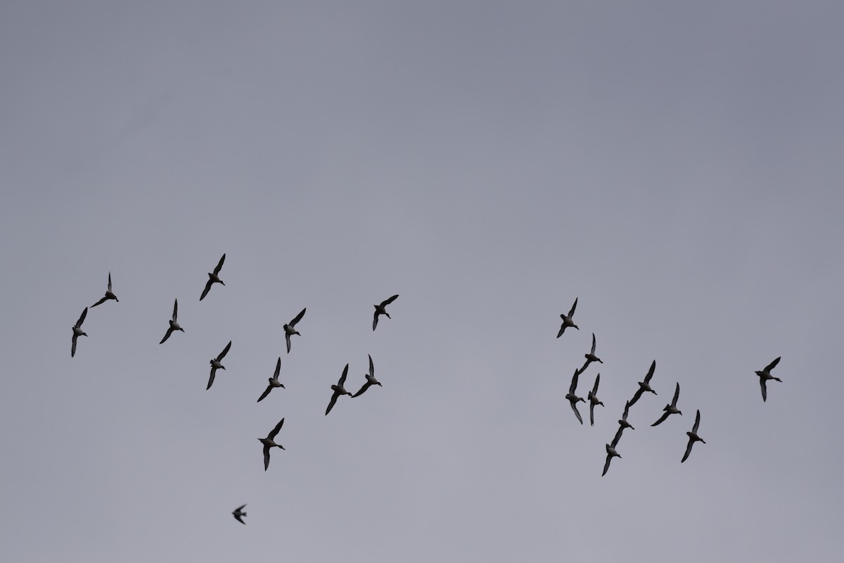 Canard d'Amérique - ML643443760