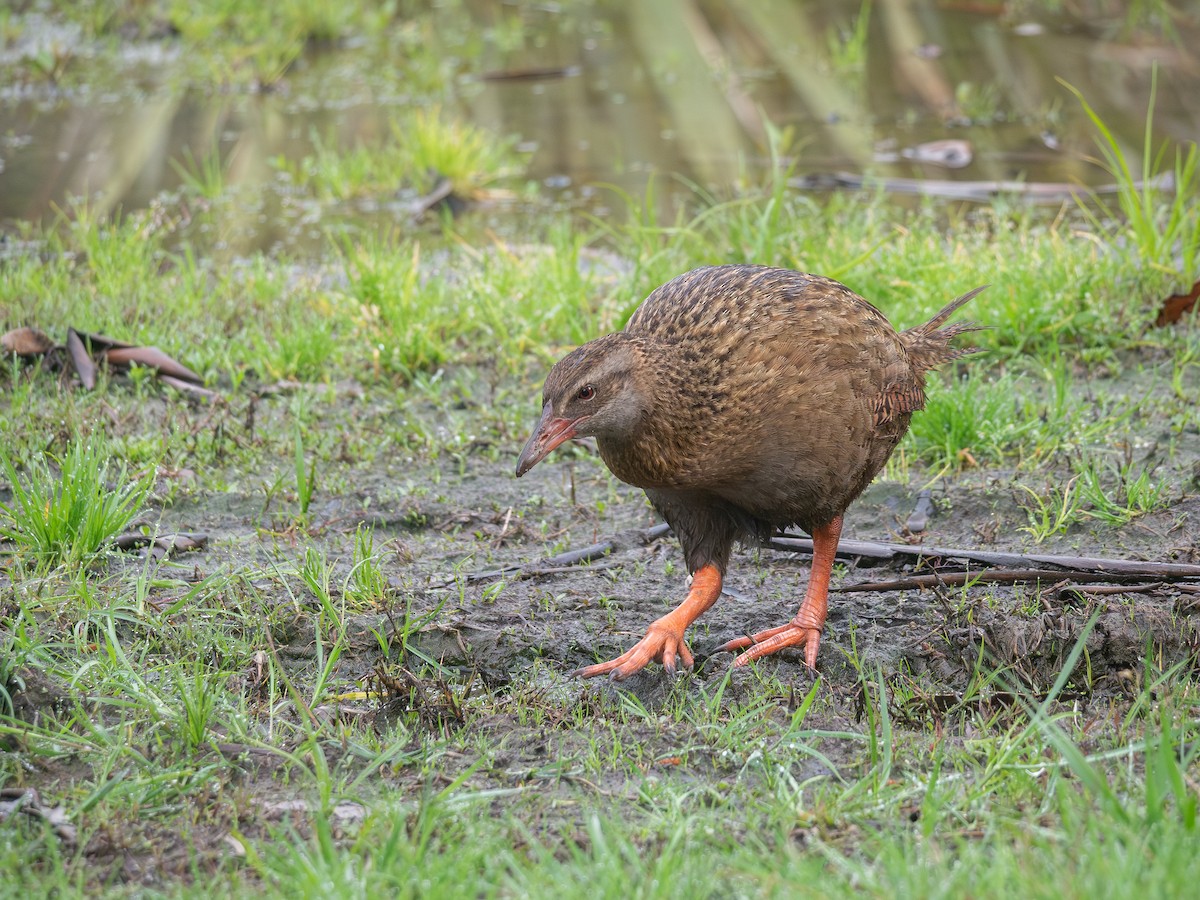 Уэка - ML643443762