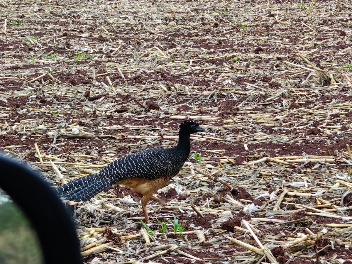Bare-faced Curassow - ML643443766