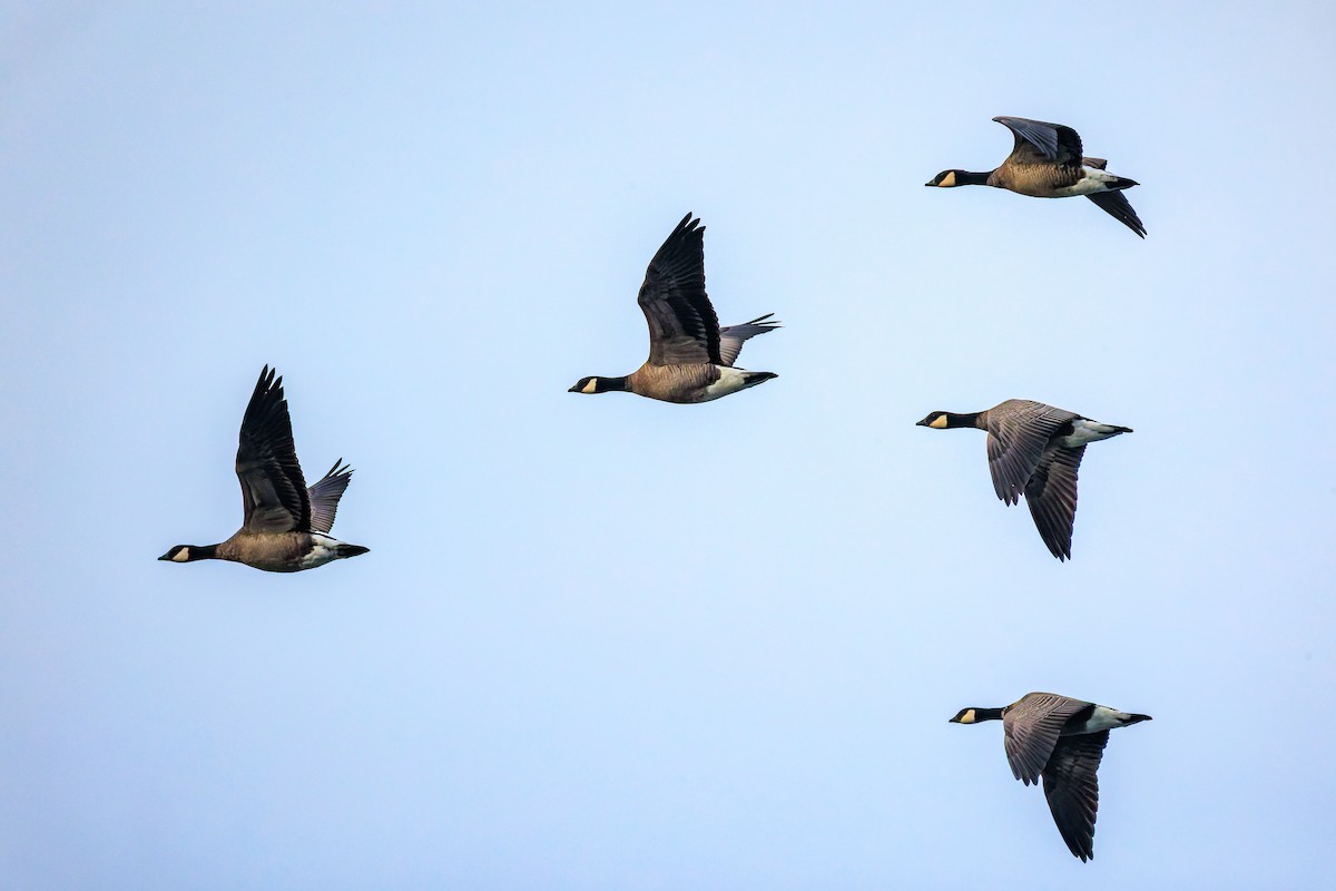 Cackling Goose - ML643443769
