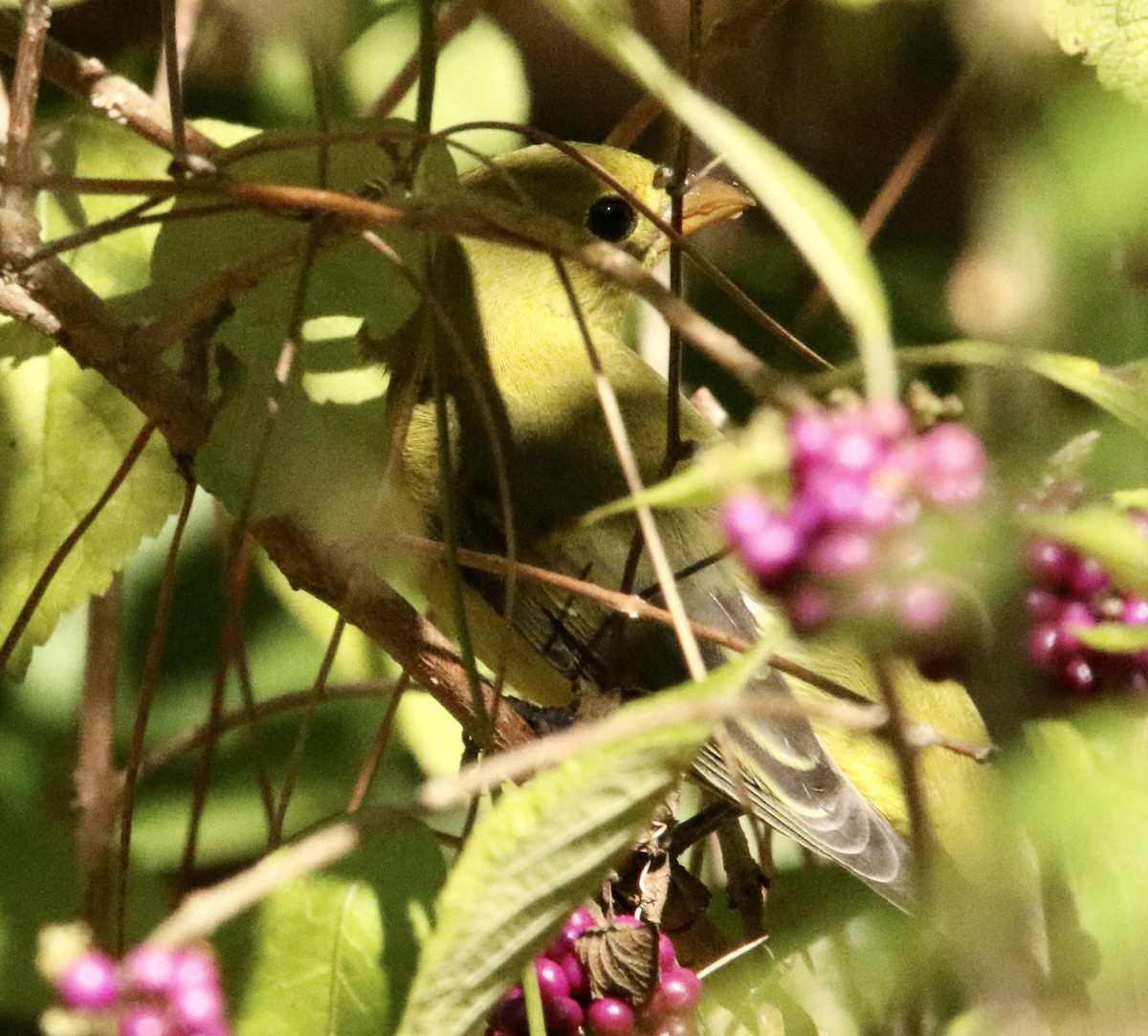 Scarlet Tanager - ML643443772