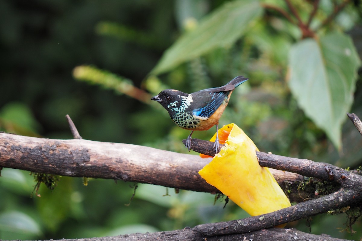 Spangle-cheeked Tanager - ML643443773