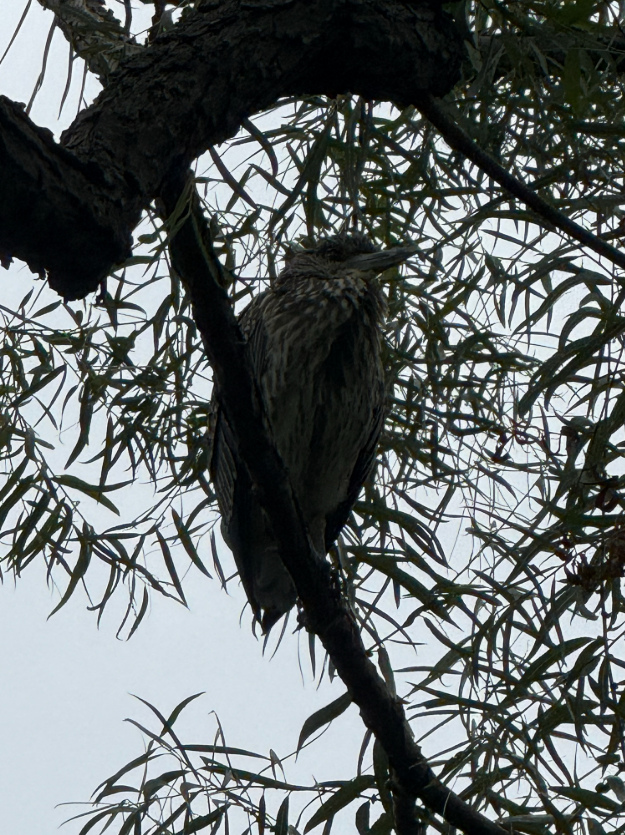 Yellow-crowned Night Heron - ML643443780