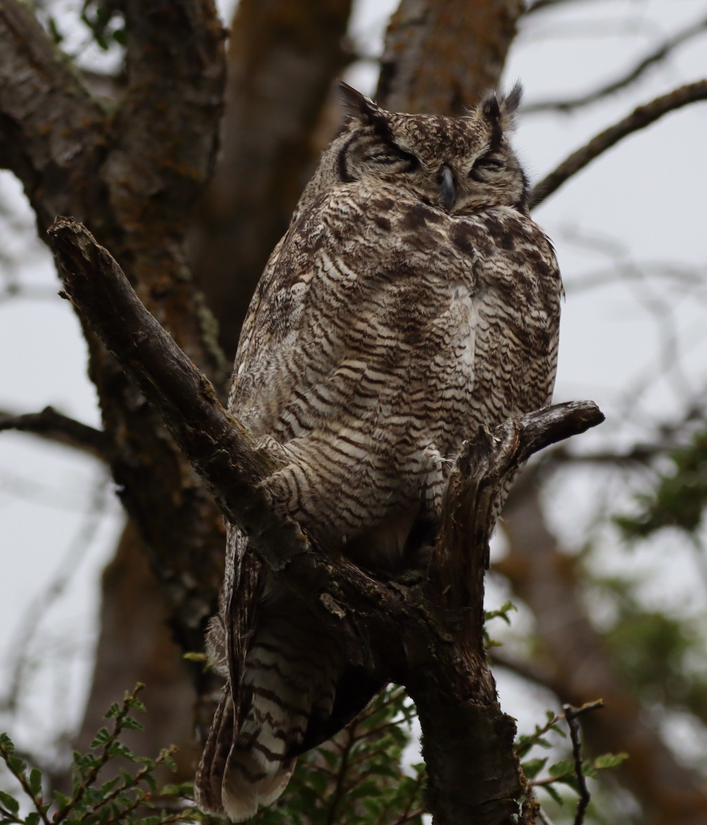 Lesser Horned Owl - ML643443822