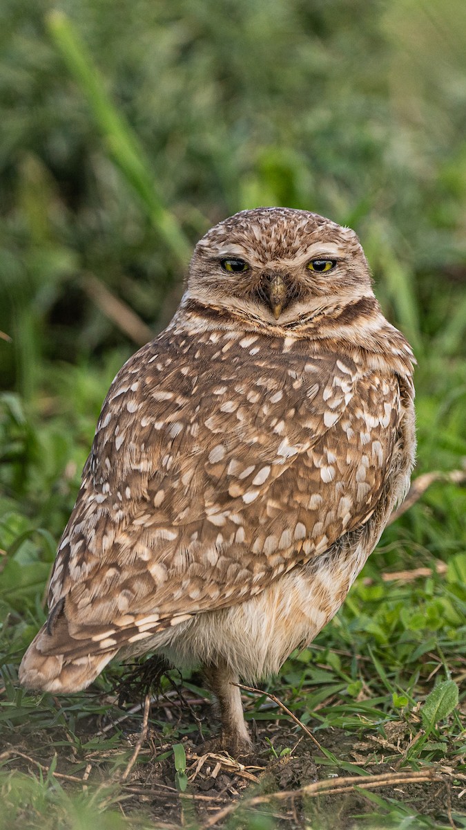 アナホリフクロウ - ML643443823