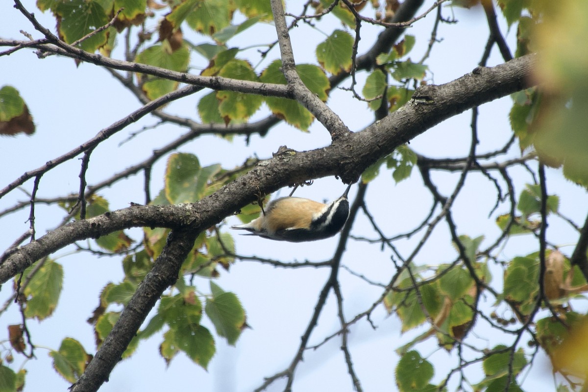 ムネアカゴジュウカラ - ML643443833