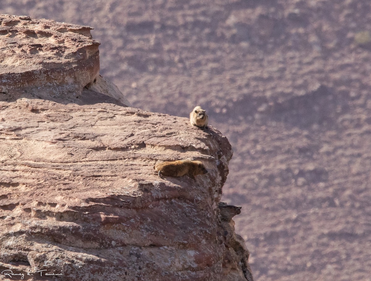 Animals - ML643443835