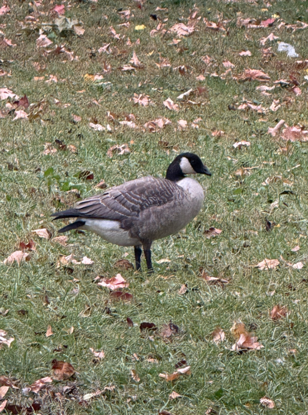 Cackling Goose - ML643443837