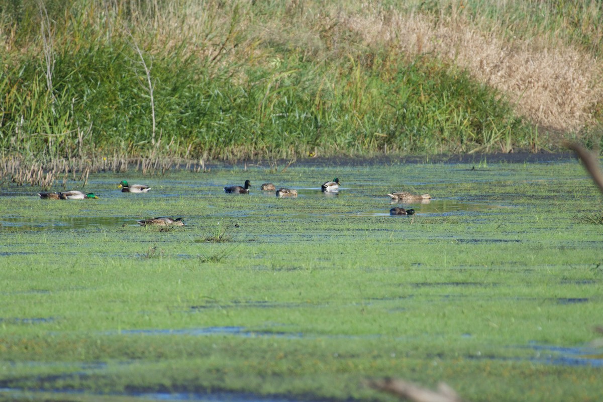 Mallard - ML643443850