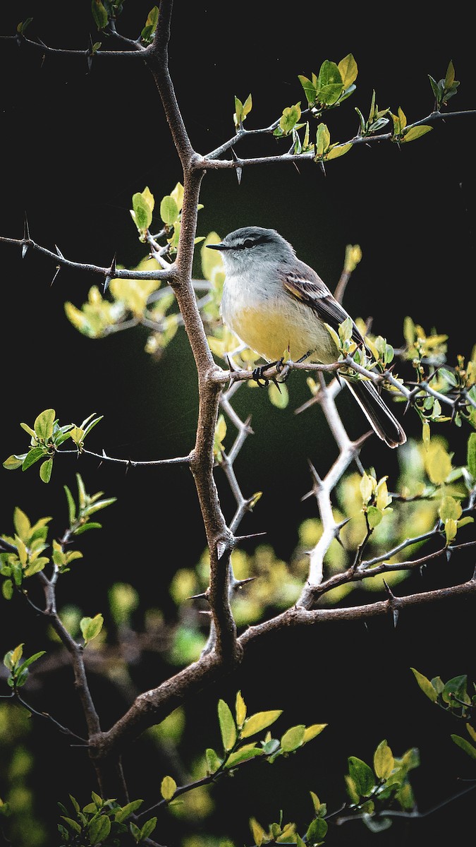 White-crested Tyrannulet - ML643443890