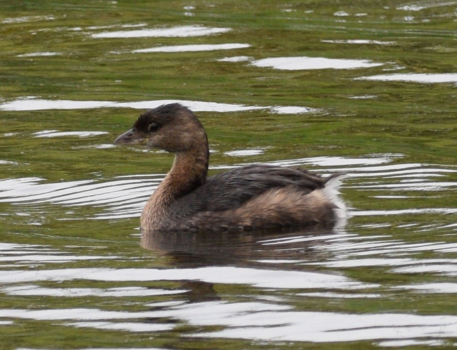 Pied-billed Grebe - ML643443891